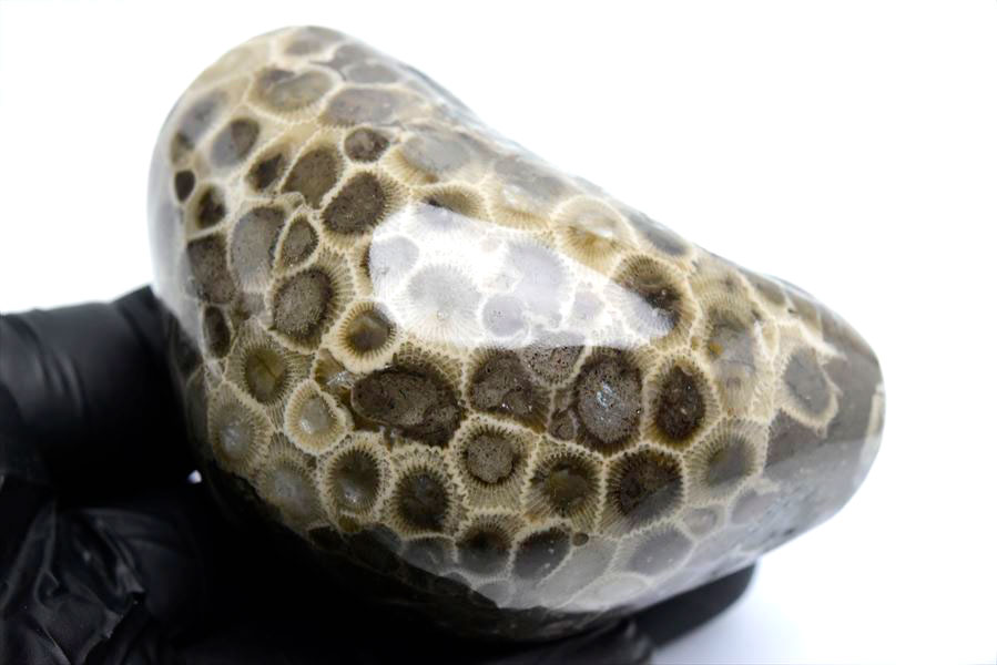 ペトスキーストーン　petoskey stone　ミシガン　オバマ大統領　珊瑚の化石　フォッシルコーラル　天然石　パワーストーン