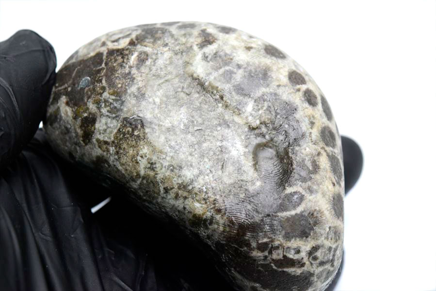 ペトスキーストーン　petoskey stone　ミシガン　オバマ大統領　珊瑚の化石　フォッシルコーラル　天然石　パワーストーン