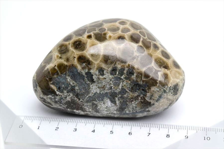 ペトスキーストーン　petoskey stone　ミシガン　オバマ大統領　珊瑚の化石　フォッシルコーラル　天然石　パワーストーン