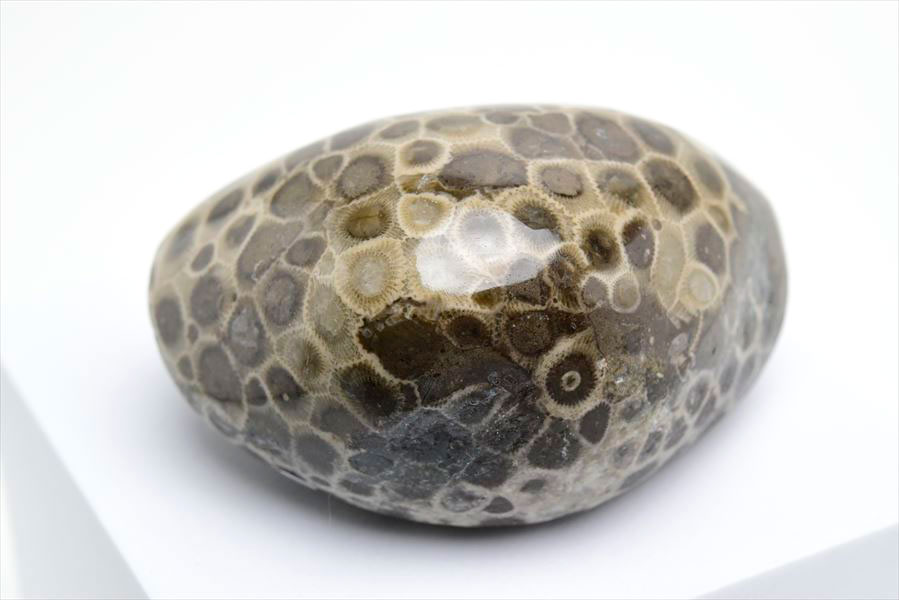 ペトスキーストーン　petoskey stone　ミシガン　オバマ大統領　珊瑚の化石　フォッシルコーラル　天然石　パワーストーン