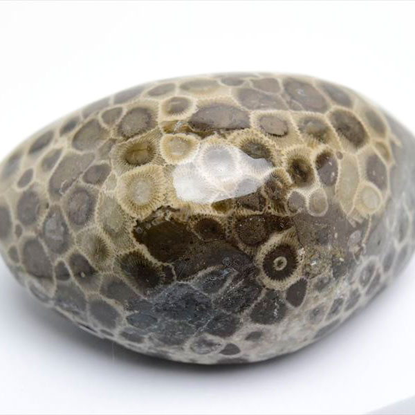 ペトスキーストーン　petoskey stone　ミシガン　オバマ大統領　珊瑚の化石　フォッシルコーラル　天然石　パワーストーン