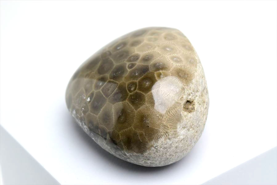 ペトスキーストーン　petoskey stone　ミシガン　オバマ大統領　珊瑚の化石　フォッシルコーラル　天然石　パワーストーン