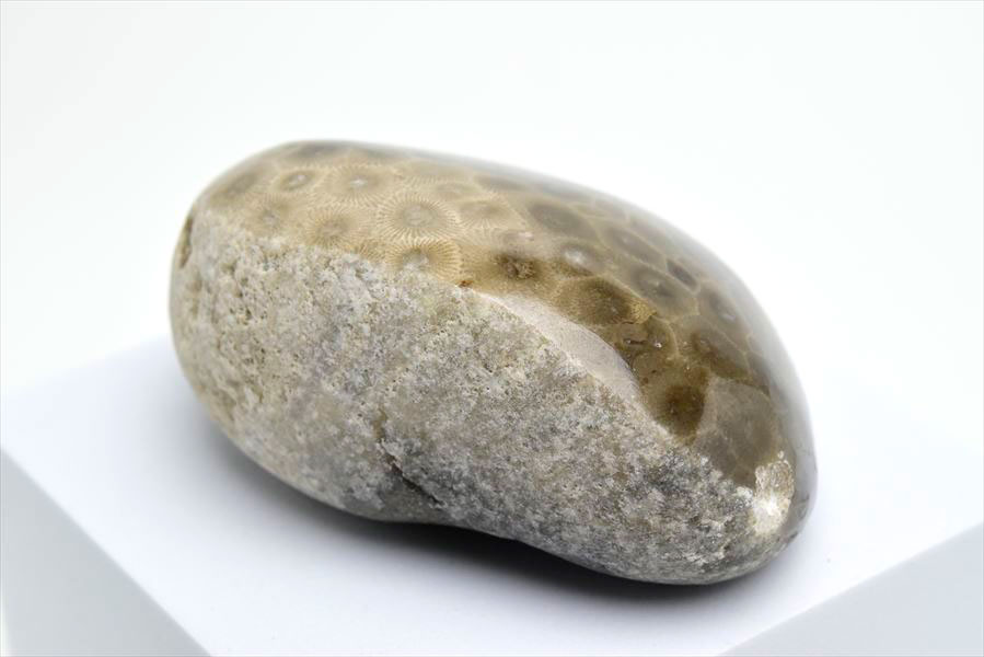 ペトスキーストーン　petoskey stone　ミシガン　オバマ大統領　珊瑚の化石　フォッシルコーラル　天然石　パワーストーン