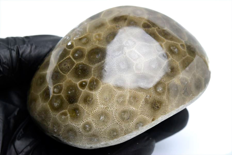 ペトスキーストーン　petoskey stone　ミシガン　オバマ大統領　珊瑚の化石　フォッシルコーラル　天然石　パワーストーン