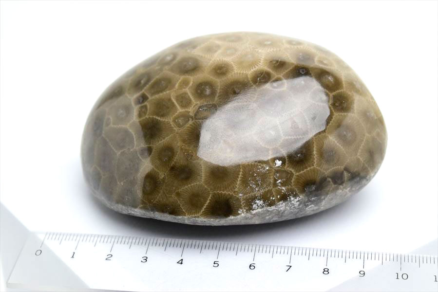 ペトスキーストーン　petoskey stone　ミシガン　オバマ大統領　珊瑚の化石　フォッシルコーラル　天然石　パワーストーン