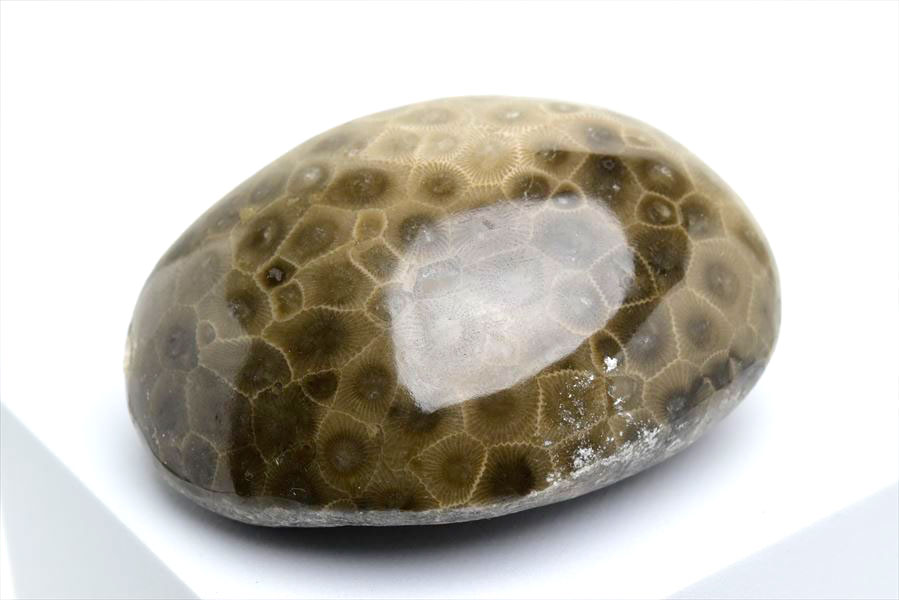 ペトスキーストーン　petoskey stone　ミシガン　オバマ大統領　珊瑚の化石　フォッシルコーラル　天然石　パワーストーン