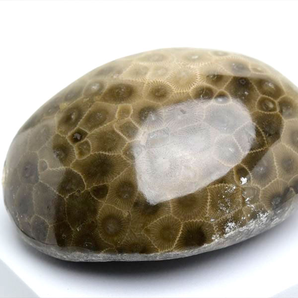 ペトスキーストーン　petoskey stone　ミシガン　オバマ大統領　珊瑚の化石　フォッシルコーラル　天然石　パワーストーン