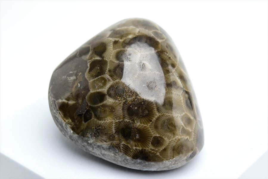 ペトスキーストーン　petoskey stone　ミシガン　オバマ大統領　珊瑚の化石　フォッシルコーラル　天然石　パワーストーン