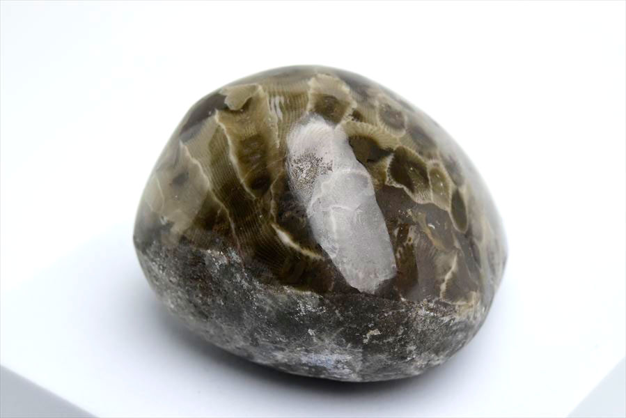 ペトスキーストーン　petoskey stone　ミシガン　オバマ大統領　珊瑚の化石　フォッシルコーラル　天然石　パワーストーン