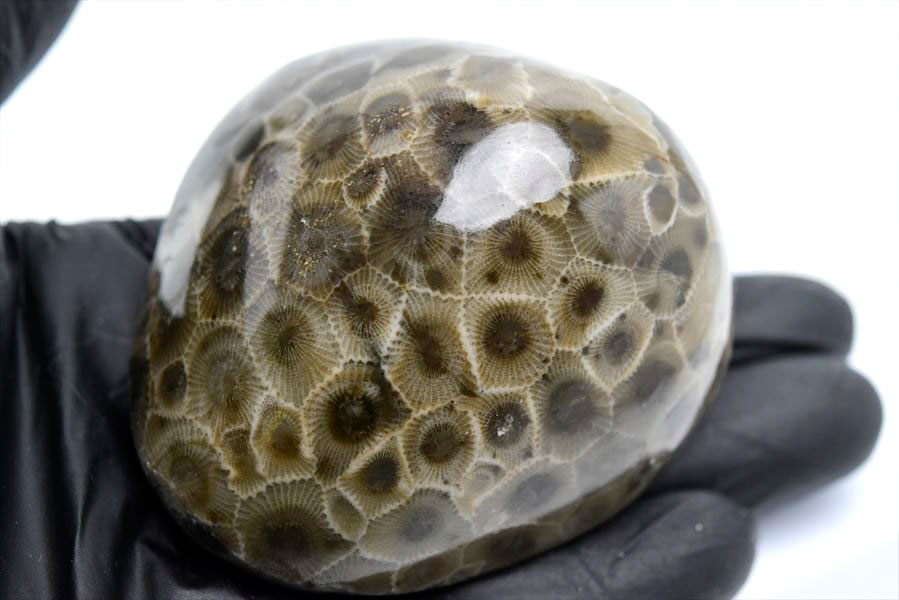 ペトスキーストーン　petoskey stone　ミシガン　オバマ大統領　珊瑚の化石　フォッシルコーラル　天然石　パワーストーン