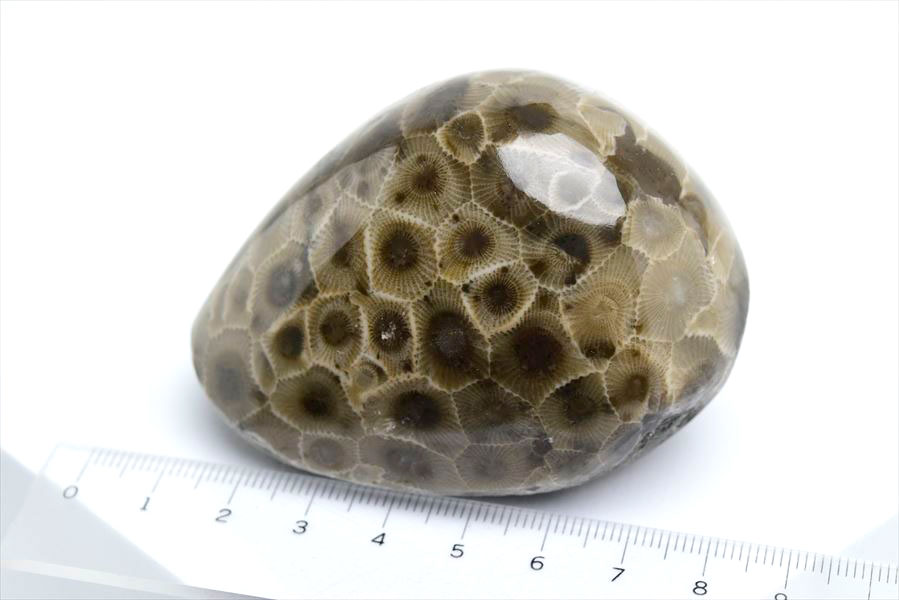 ペトスキーストーン　petoskey stone　ミシガン　オバマ大統領　珊瑚の化石　フォッシルコーラル　天然石　パワーストーン