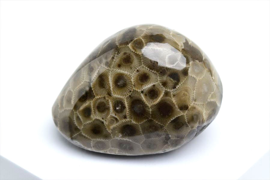 ペトスキーストーン　petoskey stone　ミシガン　オバマ大統領　珊瑚の化石　フォッシルコーラル　天然石　パワーストーン