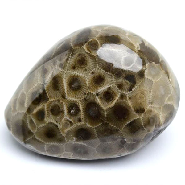 ペトスキーストーン　petoskey stone　ミシガン　オバマ大統領　珊瑚の化石　フォッシルコーラル　天然石　パワーストーン