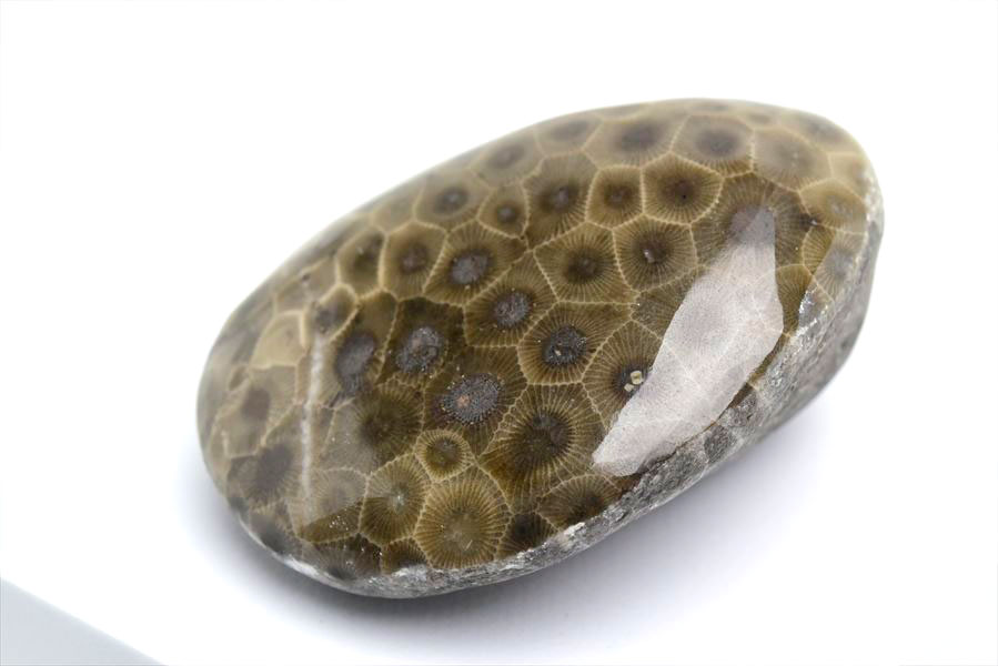 ペトスキーストーン　petoskey stone　ミシガン　オバマ大統領　珊瑚の化石　フォッシルコーラル　天然石　パワーストーン