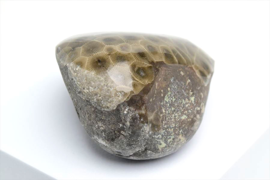 ペトスキーストーン　petoskey stone　ミシガン　オバマ大統領　珊瑚の化石　フォッシルコーラル　天然石　パワーストーン