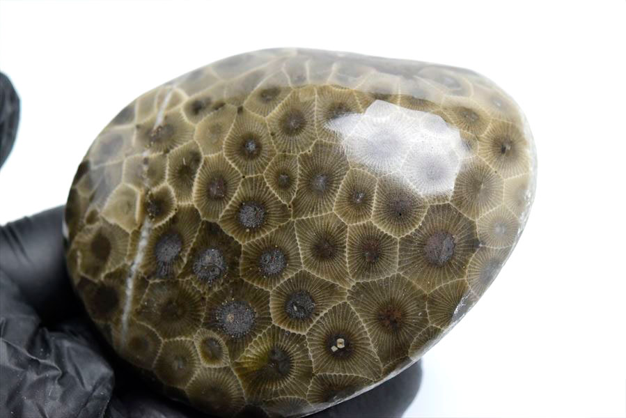 ペトスキーストーン　petoskey stone　ミシガン　オバマ大統領　珊瑚の化石　フォッシルコーラル　天然石　パワーストーン