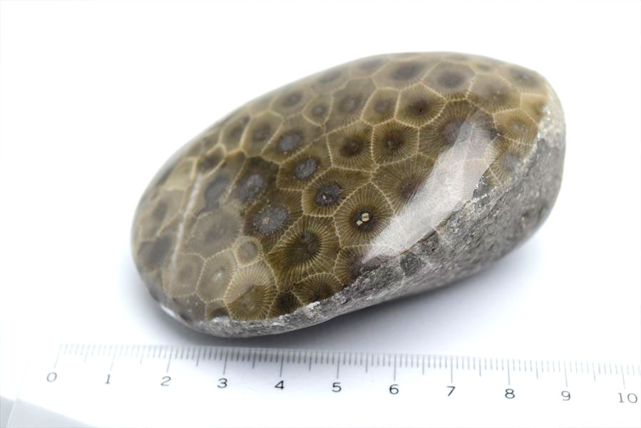 ペトスキーストーン　petoskey stone　ミシガン　オバマ大統領　珊瑚の化石　フォッシルコーラル　天然石　パワーストーン