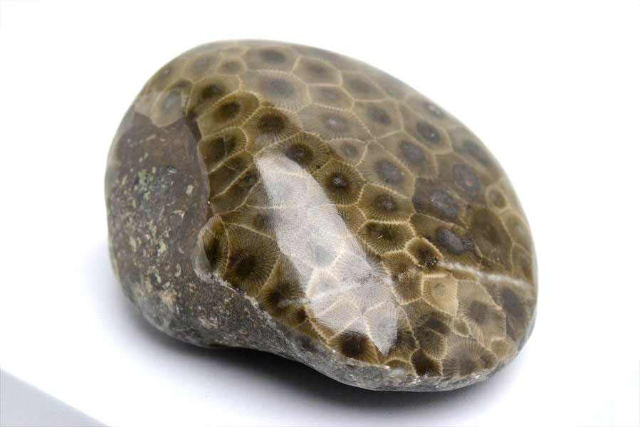 ペトスキーストーン　petoskey stone　ミシガン　オバマ大統領　珊瑚の化石　フォッシルコーラル　天然石　パワーストーン