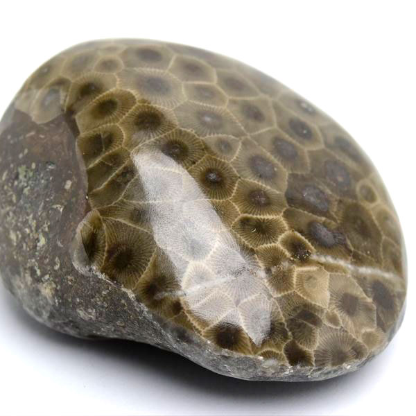 ペトスキーストーン　petoskey stone　ミシガン　オバマ大統領　珊瑚の化石　フォッシルコーラル　天然石　パワーストーン