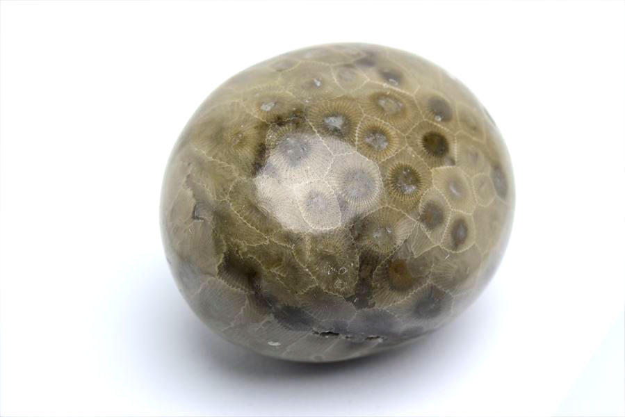 ペトスキーストーン　petoskey stone　ミシガン　オバマ大統領　珊瑚の化石　フォッシルコーラル　天然石　パワーストーン