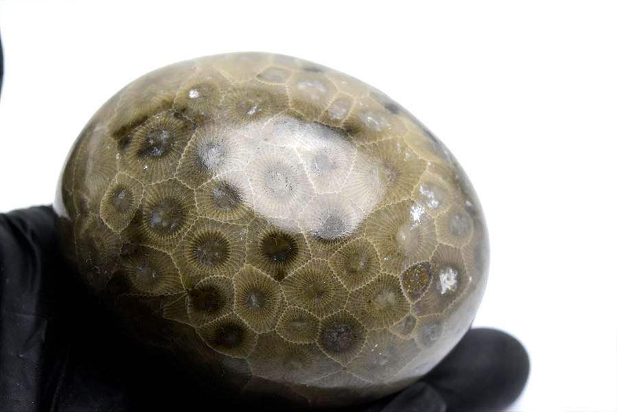 ペトスキーストーン　petoskey stone　ミシガン　オバマ大統領　珊瑚の化石　フォッシルコーラル　天然石　パワーストーン