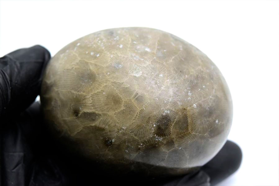 ペトスキーストーン　petoskey stone　ミシガン　オバマ大統領　珊瑚の化石　フォッシルコーラル　天然石　パワーストーン