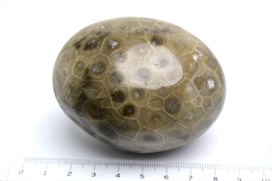 ペトスキーストーン　petoskey stone　ミシガン　オバマ大統領　珊瑚の化石　フォッシルコーラル　天然石　パワーストーン