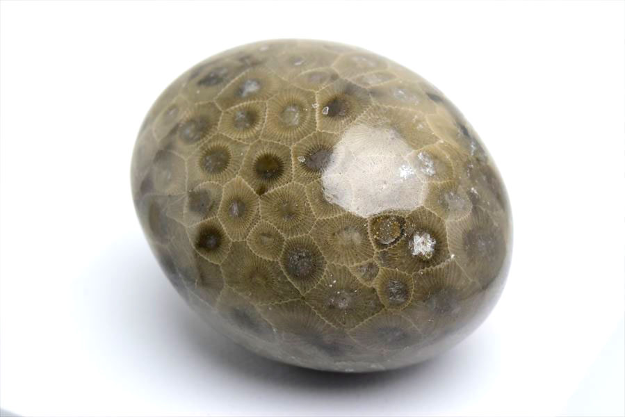 ペトスキーストーン　petoskey stone　ミシガン　オバマ大統領　珊瑚の化石　フォッシルコーラル　天然石　パワーストーン