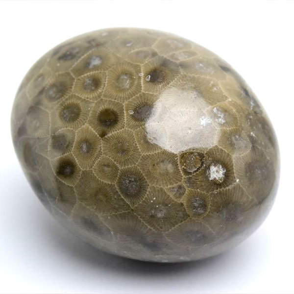 ペトスキーストーン　petoskey stone　ミシガン　オバマ大統領　珊瑚の化石　フォッシルコーラル　天然石　パワーストーン