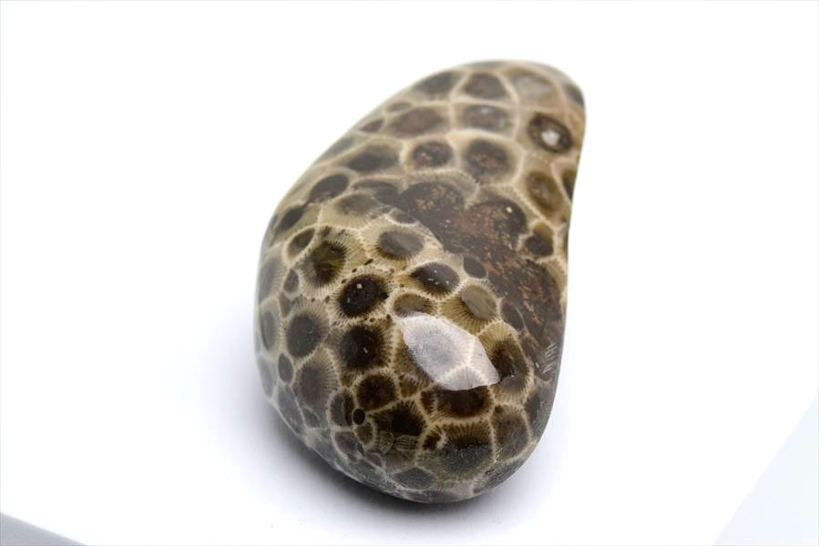 ペトスキーストーン　petoskey stone　ミシガン　オバマ大統領　珊瑚の化石　フォッシルコーラル　天然石　パワーストーン