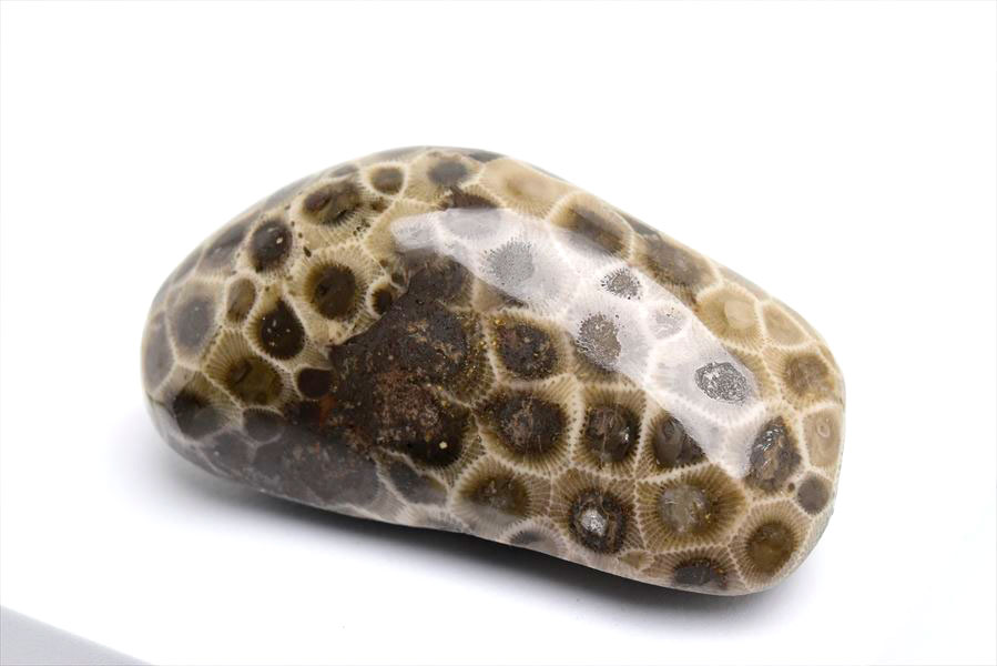 ペトスキーストーン　petoskey stone　ミシガン　オバマ大統領　珊瑚の化石　フォッシルコーラル　天然石　パワーストーン