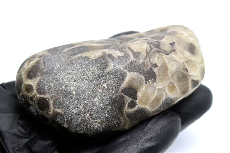 ペトスキーストーン　petoskey stone　ミシガン　オバマ大統領　珊瑚の化石　フォッシルコーラル　天然石　パワーストーン