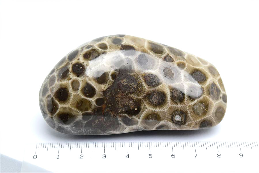 ペトスキーストーン　petoskey stone　ミシガン　オバマ大統領　珊瑚の化石　フォッシルコーラル　天然石　パワーストーン