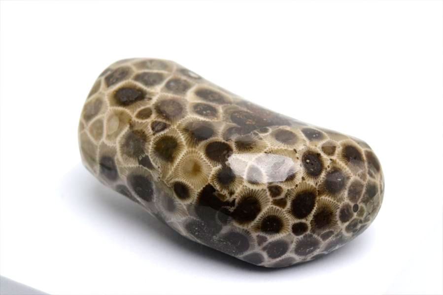 ペトスキーストーン　petoskey stone　ミシガン　オバマ大統領　珊瑚の化石　フォッシルコーラル　天然石　パワーストーン