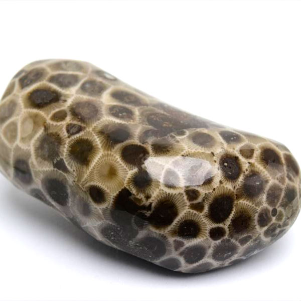 ペトスキーストーン　petoskey stone　ミシガン　オバマ大統領　珊瑚の化石　フォッシルコーラル　天然石　パワーストーン