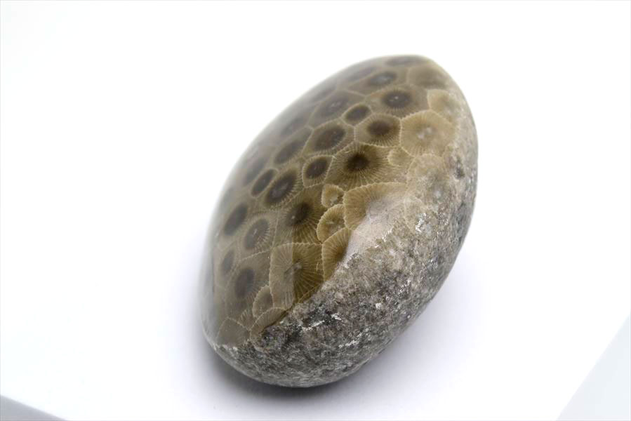 ペトスキーストーン　petoskey stone　ミシガン　オバマ大統領　珊瑚の化石　フォッシルコーラル　天然石　パワーストーン