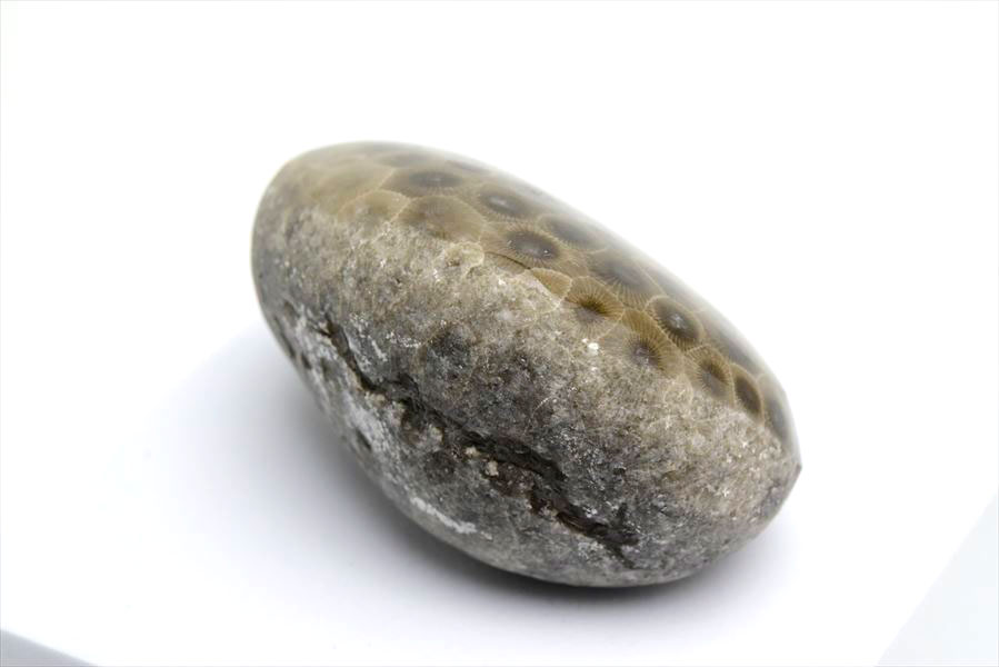 ペトスキーストーン　petoskey stone　ミシガン　オバマ大統領　珊瑚の化石　フォッシルコーラル　天然石　パワーストーン