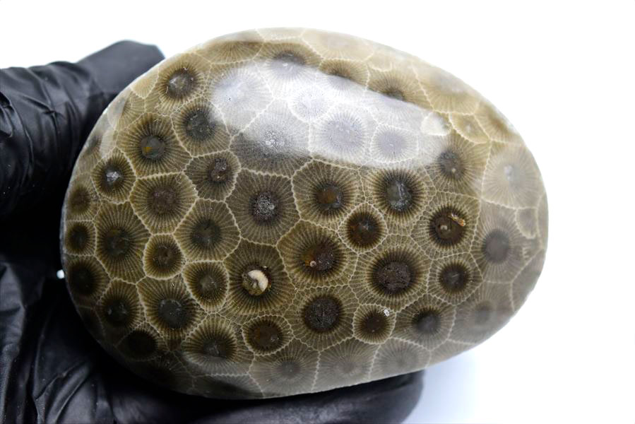 ペトスキーストーン　petoskey stone　ミシガン　オバマ大統領　珊瑚の化石　フォッシルコーラル　天然石　パワーストーン