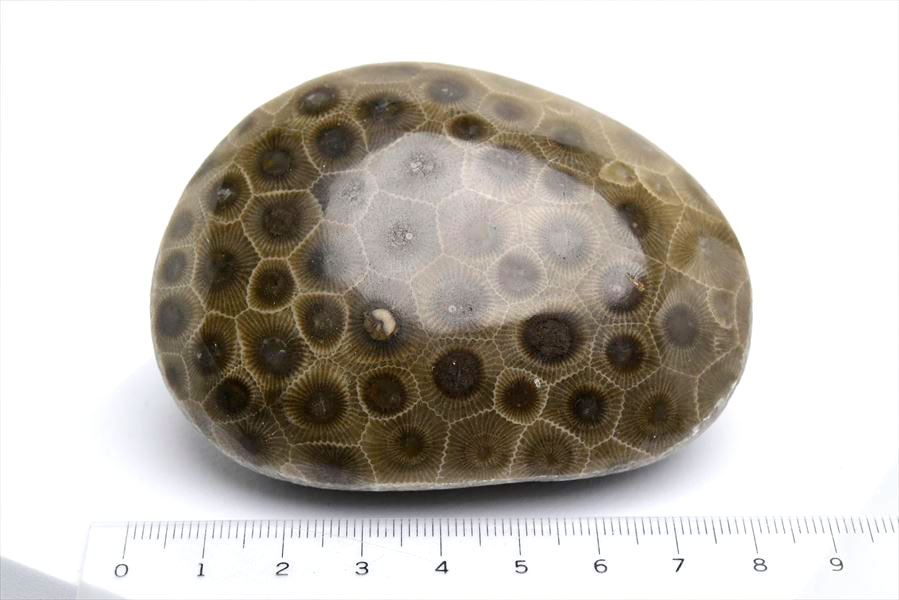 ペトスキーストーン　petoskey stone　ミシガン　オバマ大統領　珊瑚の化石　フォッシルコーラル　天然石　パワーストーン