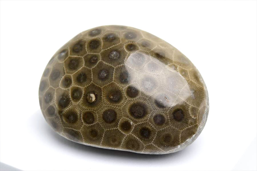 ペトスキーストーン　petoskey stone　ミシガン　オバマ大統領　珊瑚の化石　フォッシルコーラル　天然石　パワーストーン