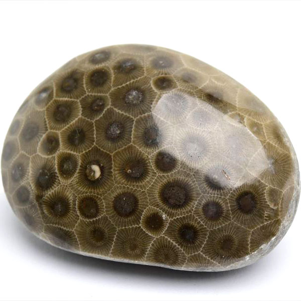 ペトスキーストーン　petoskey stone　ミシガン　オバマ大統領　珊瑚の化石　フォッシルコーラル　天然石　パワーストーン