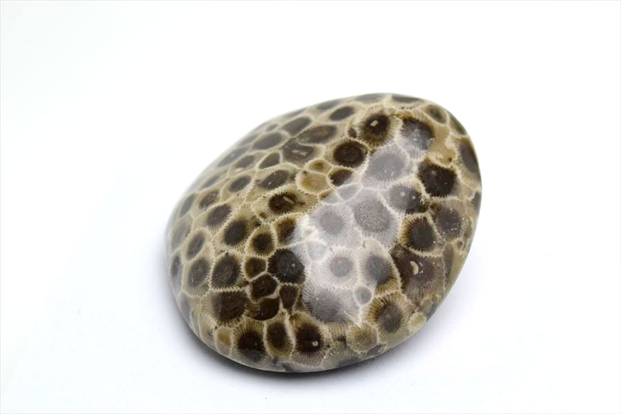 ペトスキーストーン　petoskey stone　ミシガン　オバマ大統領　珊瑚の化石　フォッシルコーラル　天然石　パワーストーン