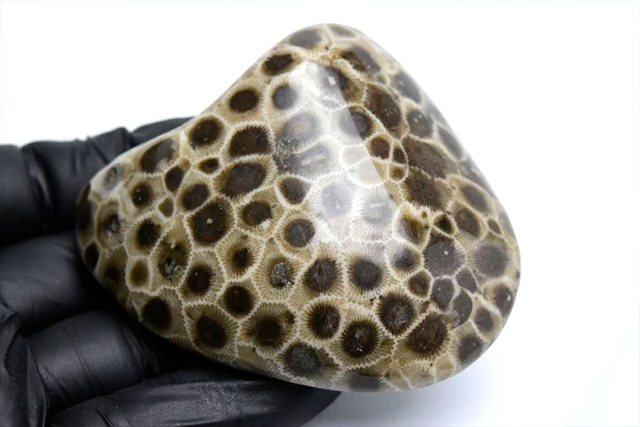 ペトスキーストーン　petoskey stone　ミシガン　オバマ大統領　珊瑚の化石　フォッシルコーラル　天然石　パワーストーン