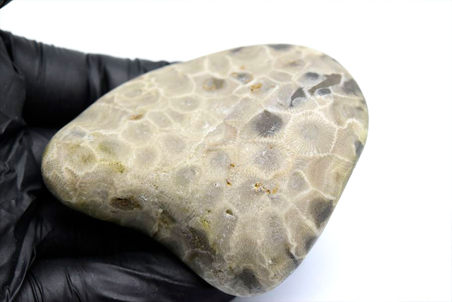 ペトスキーストーン　petoskey stone　ミシガン　オバマ大統領　珊瑚の化石　フォッシルコーラル　天然石　パワーストーン