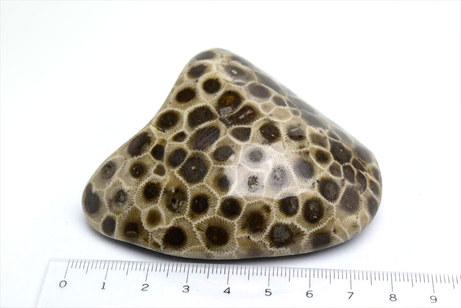 ペトスキーストーン　petoskey stone　ミシガン　オバマ大統領　珊瑚の化石　フォッシルコーラル　天然石　パワーストーン