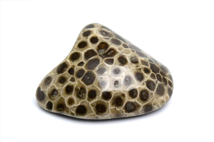 ペトスキーストーン　petoskey stone　ミシガン　オバマ大統領　珊瑚の化石　フォッシルコーラル　天然石　パワーストーン