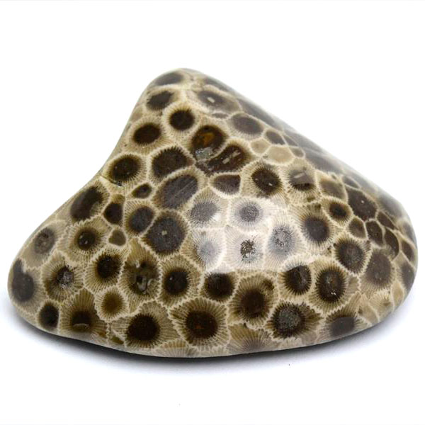 ペトスキーストーン　petoskey stone　ミシガン　オバマ大統領　珊瑚の化石　フォッシルコーラル　天然石　パワーストーン