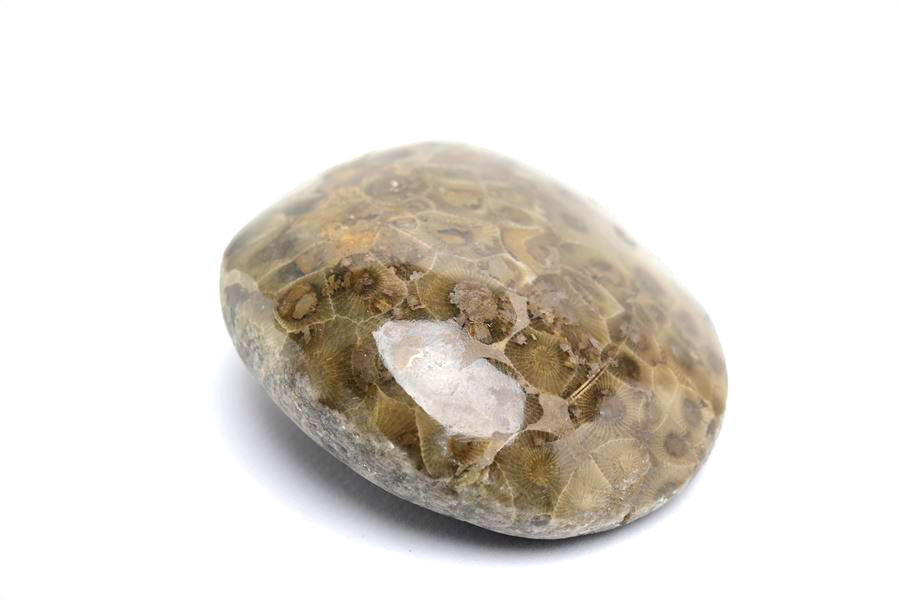 ペトスキーストーン　petoskey stone　ミシガン　オバマ大統領　珊瑚の化石　フォッシルコーラル　天然石　パワーストーン