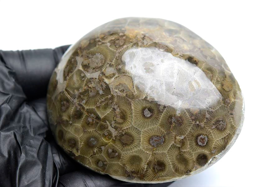 ペトスキーストーン　petoskey stone　ミシガン　オバマ大統領　珊瑚の化石　フォッシルコーラル　天然石　パワーストーン