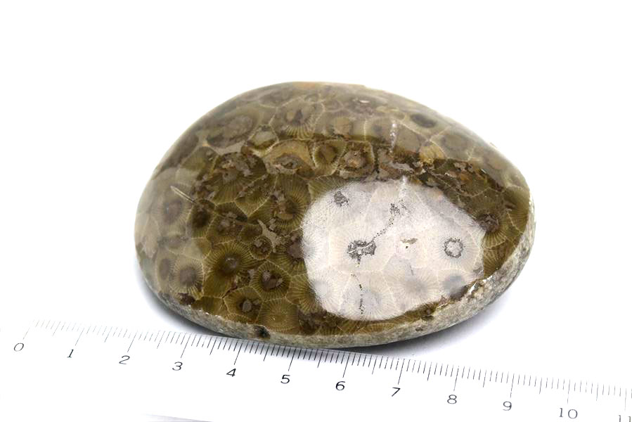 ペトスキーストーン　petoskey stone　ミシガン　オバマ大統領　珊瑚の化石　フォッシルコーラル　天然石　パワーストーン